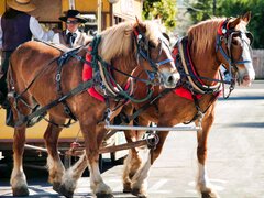 Test- Noi va ducem mortul cu tot confortul
