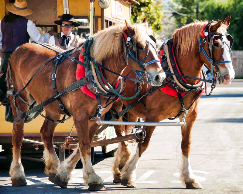 Test- Noi va ducem mortul cu tot confortul