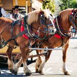 Test- Noi va ducem mortul cu tot confortul